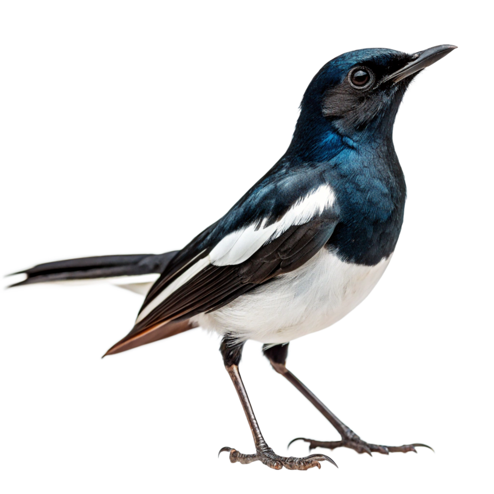 Magpie