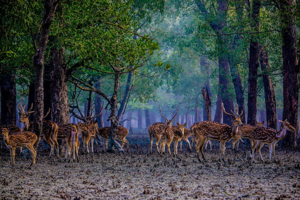 Sumndarban Wildlife